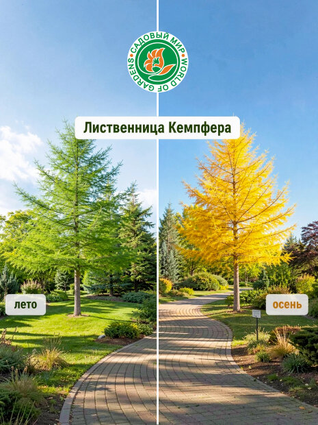 Лиственница Кемпфера 