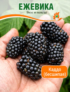 Ежевика Каддо (бесшипая)
