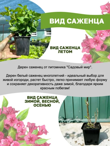 Дерен Айвори Хэлло (белый) саженцы 