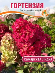 Гортензия Самарская Лидия