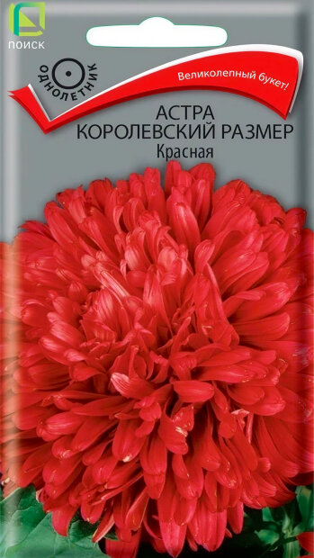 Астра королевский размер Красная семена
