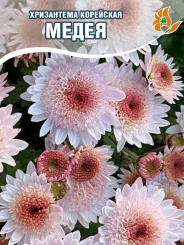 Хризантема Медея