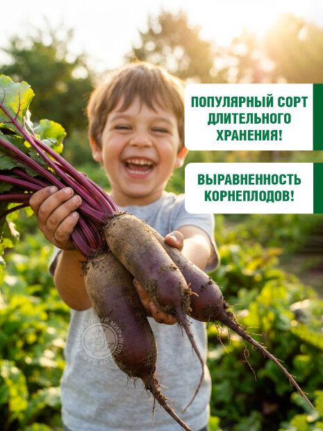 Свекла Цилиндра семена 