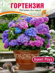 Гортензия Букет Роуз