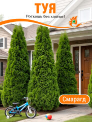 Туя Смарагд