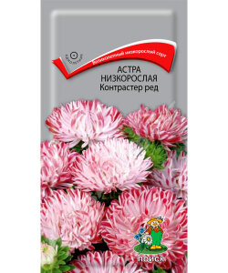 Астра низкорослая Контрастер Ред