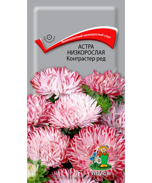 Астра низкорослая Контрастер Ред
