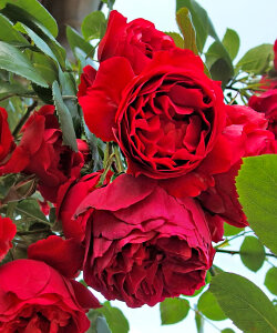 Роза Флорентина Роза Флорентина