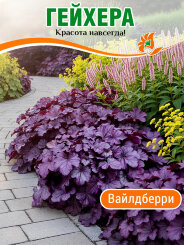 Гейхера Вайлдберри Гейхера Вайлдберри