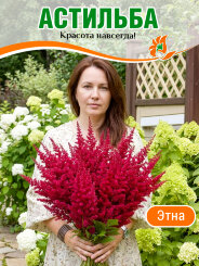 Астильба Этна
