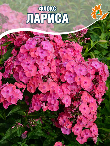 Флокс Лариса
