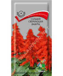Сальвия Дварф Ред (сверкающая)