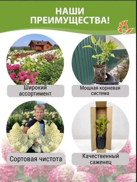 Гортензия в ассортименте (метельчатая) саженцы 