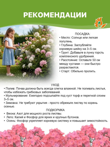Флокс Смесь Сортов