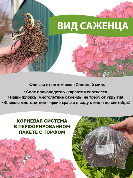 Флокс Смесь Сортов