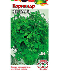 Кориандр Янтарь Кориандр Янтарь