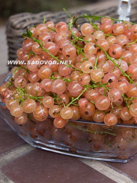Смородина Голландская розовая (розовая) (осень)