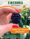 Ежевика Прайм Арк Фридом (ремонтантная бесшипая)
