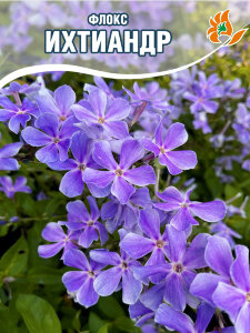 Флокс Ихтиандр