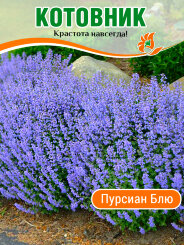 Котовник Пурсиан Блю Котовник Пурсиан Блю