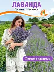 Лаванда Феноменальная Лаванда Феноменальная