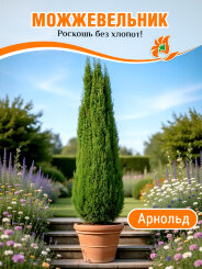 Можжевельник Арнольд Можжевельник Арнольд