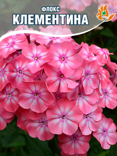 Флокс Клементина