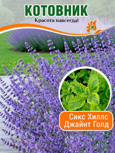 Котовник Сикс Хиллс Джайнт Голд, Фассена
