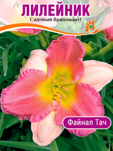 Лилейник Файнал Тач