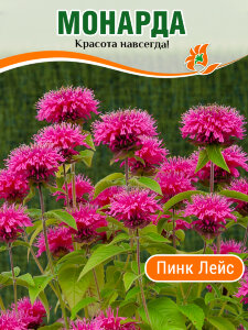 Монарда Пинк Лейс Монарда Пинк Лейс