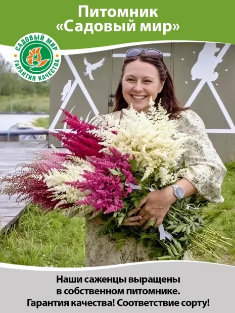 Астильба Аметист