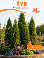 Туя Брабант