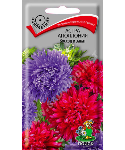 Астра Аполлония Восход и Закат