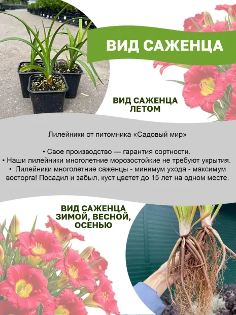 Лилейник Ирресистибл Шарм