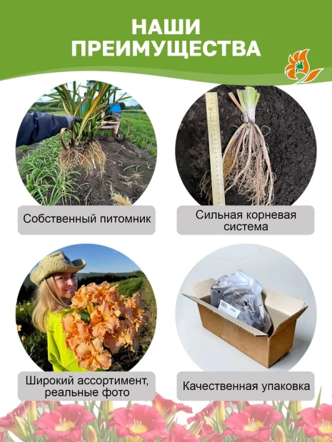 Лилейник Ирресистибл Шарм
