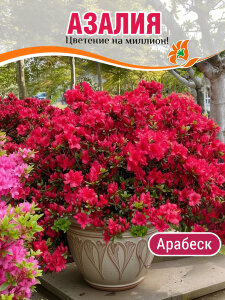 Азалия Арабеск (японская) Азалия Арабеск (японская)