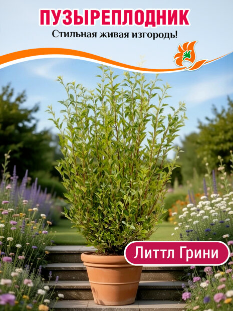 Пузыреплодник Литтл Грини (калинолистный) саженцы 