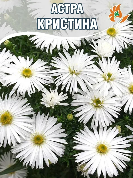 Астра Кристина (кустарниковая)