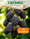 Ежевика Гай (бесшипая)
