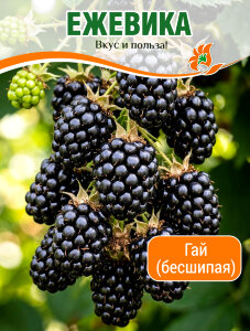 Ежевика Гай (бесшипая)
