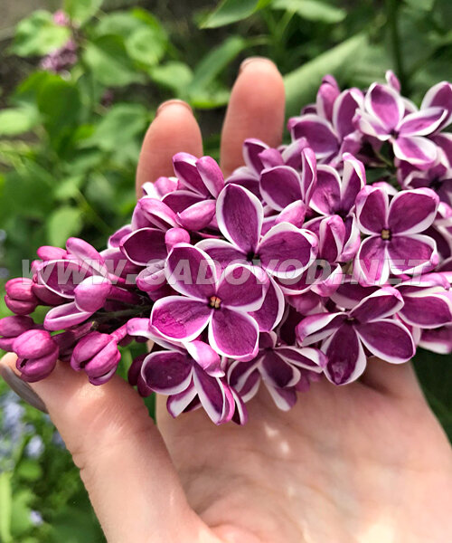 Сирень Сенсация (обыкновенная) саженцы 