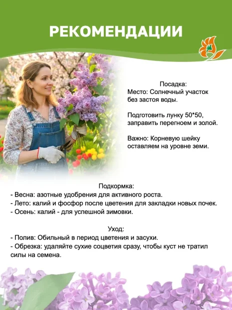 Сирень Сенсация (обыкновенная) саженцы 