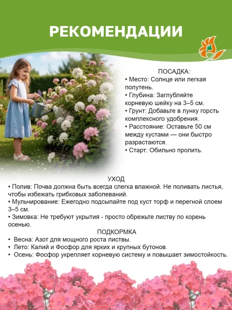 Флокс Атлант