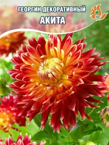 Георгин Акита (крупноцветковый)