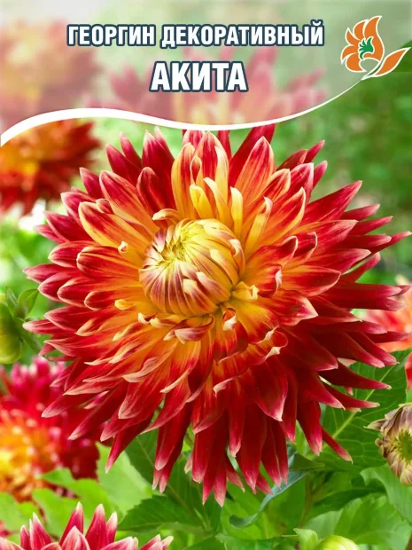 Георгин Акита (крупноцветковый)
