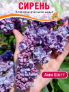 Сирень Ами Шотт (обыкновенная) Сирень Ами Шотт (обыкновенная)
