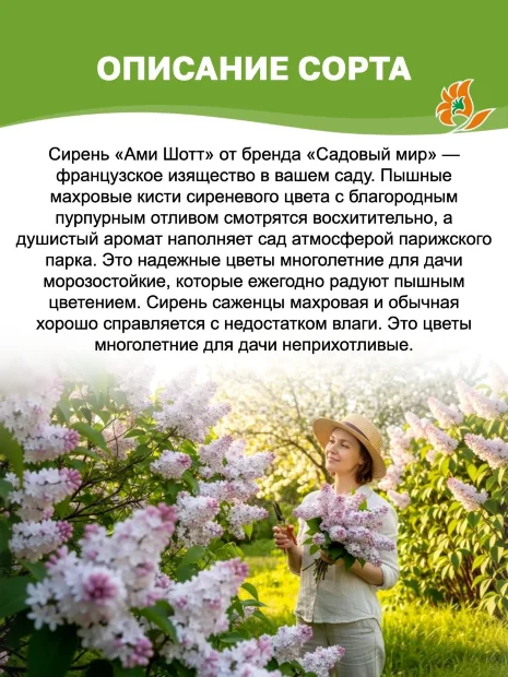Сирень Ами Шотт (обыкновенная) саженцы 