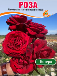 Роза Ботеро