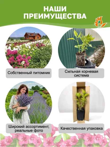 Дерен Элегантиссима (белый) саженцы 