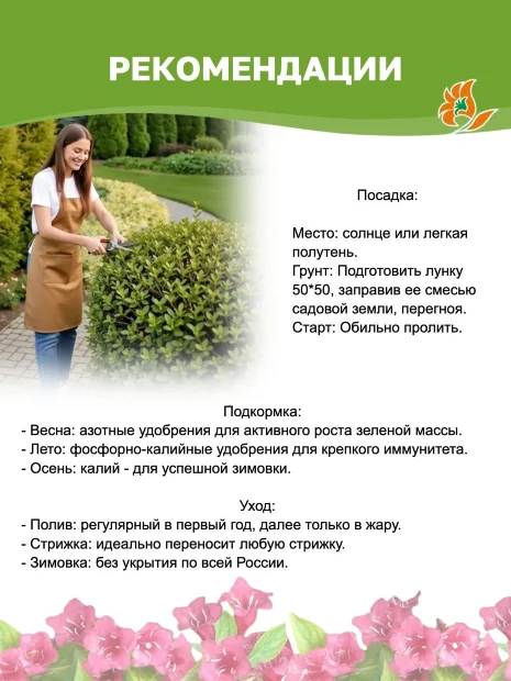 Дерен Элегантиссима (белый) саженцы 